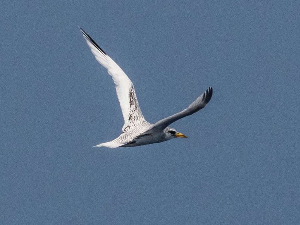 White-tailed Tropicbird - ML641861729