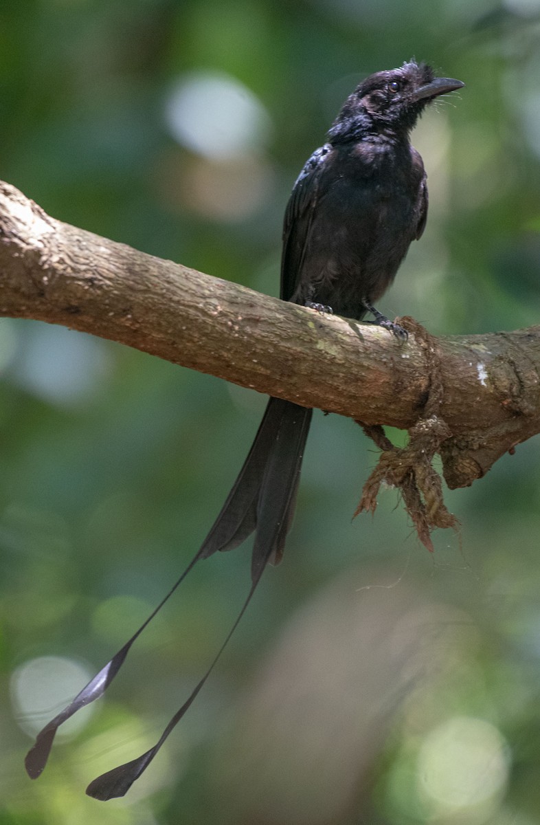 Greater Racket-tailed Drongo - ML641861735