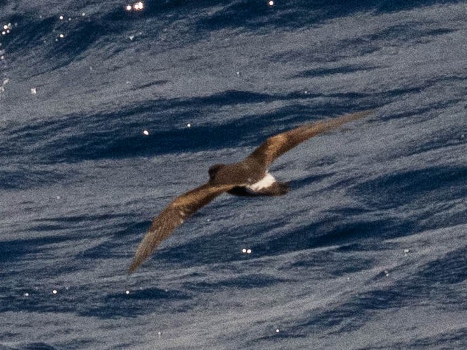 Band-rumped Storm-Petrel - ML641861770