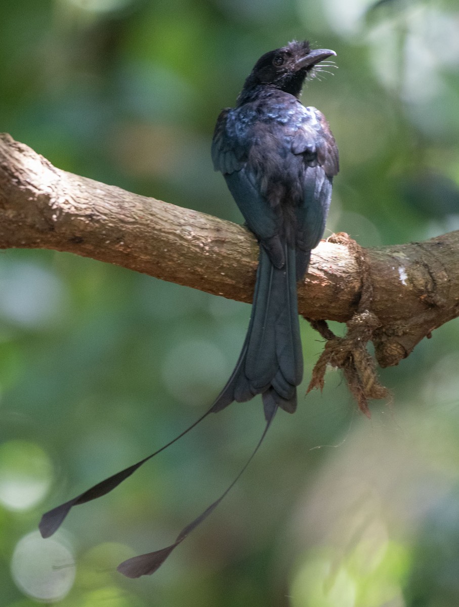 Greater Racket-tailed Drongo - ML641861773