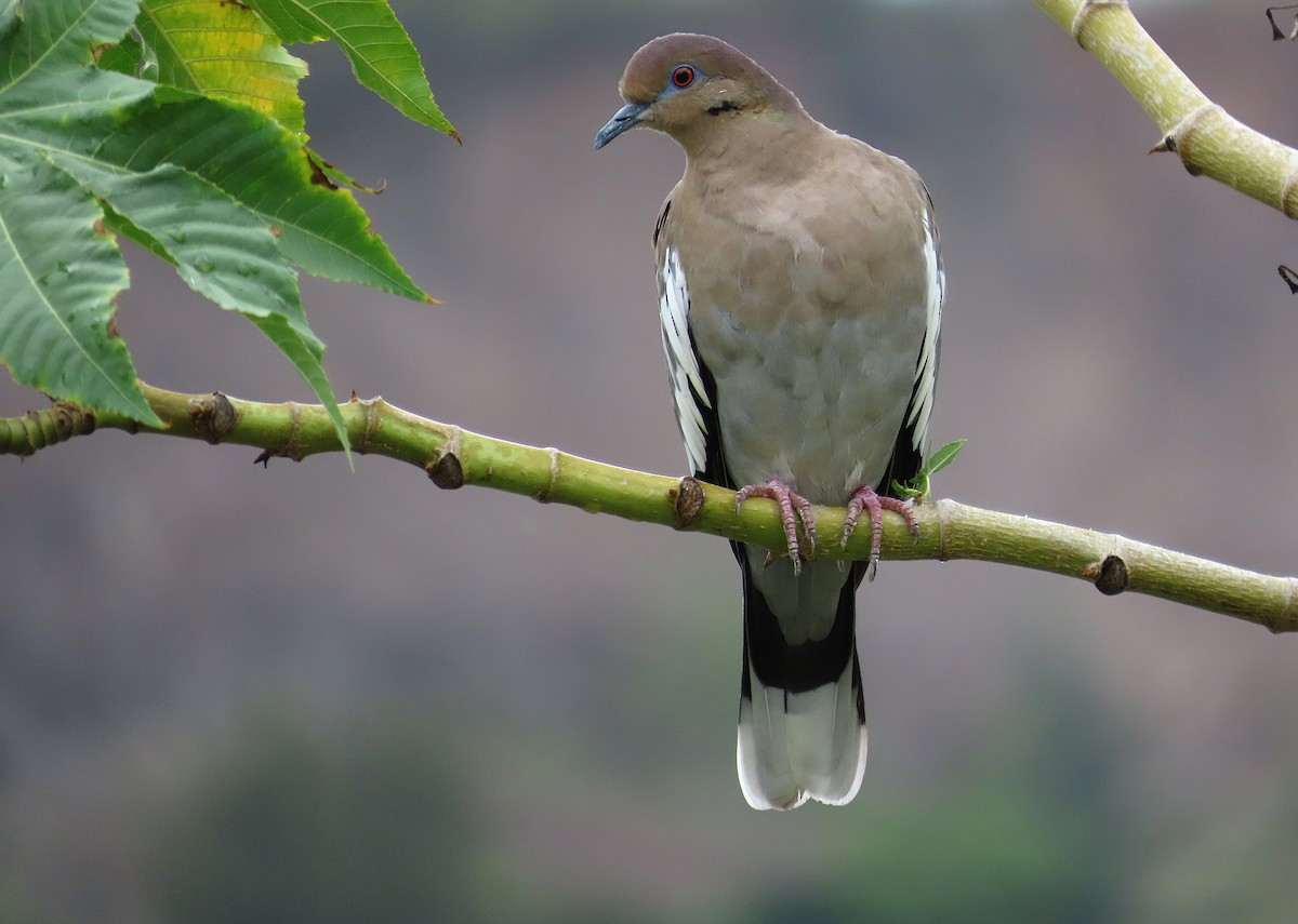 White-winged Dove - ML641861811