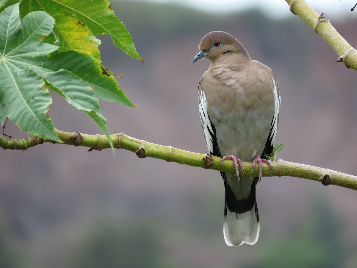 White-winged Dove - ML641861812