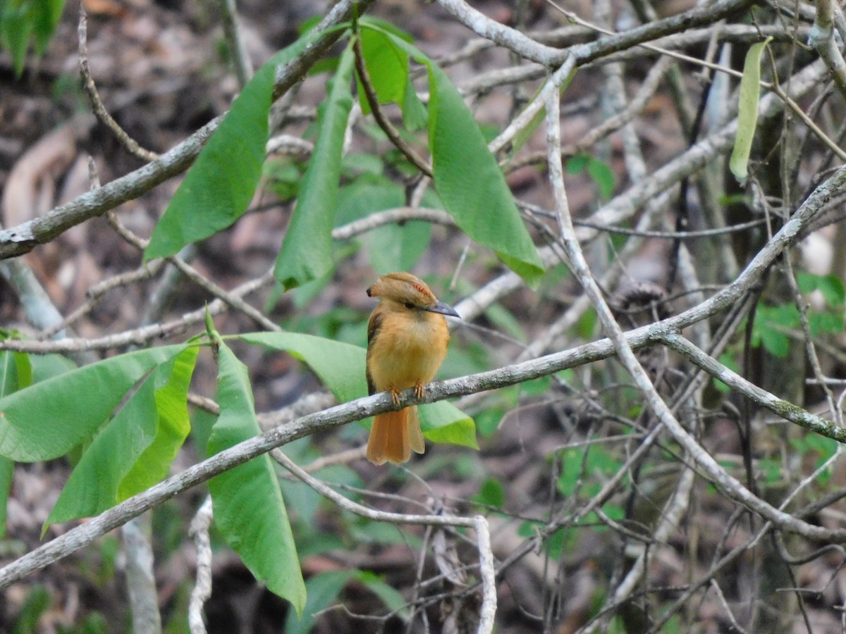 Tropical Royal Flycatcher - ML641861832