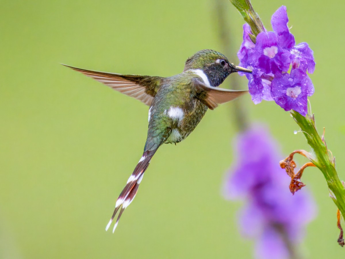 Sparkling-tailed Hummingbird - ML641861833
