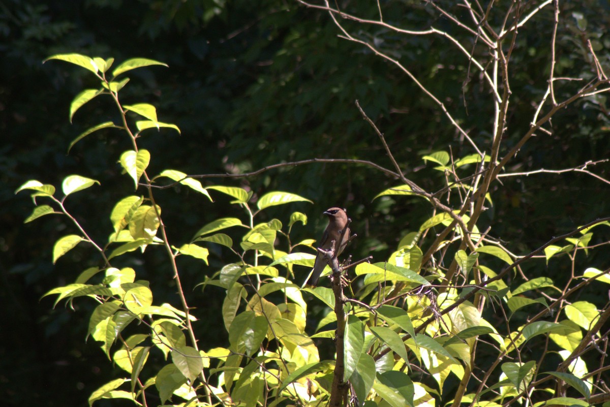 Cedar Waxwing - ML641861844