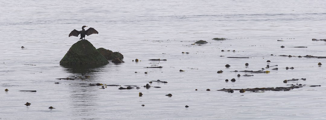 Double-crested Cormorant - ML641861871