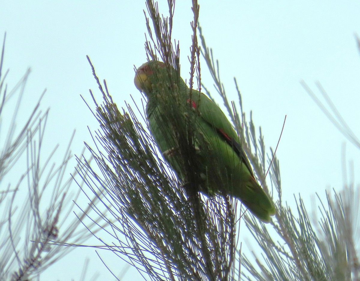 White-fronted Amazon - ML641861885