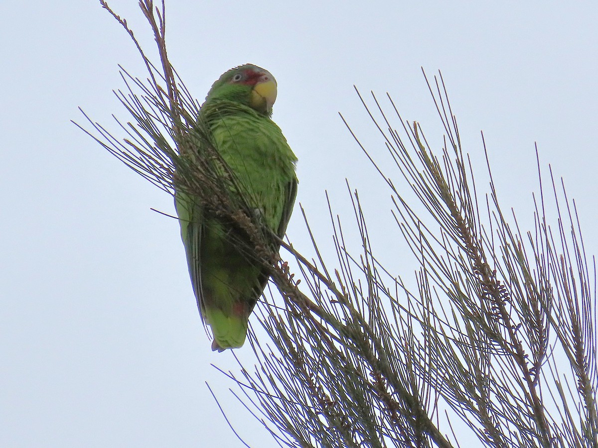 White-fronted Amazon - ML641861886