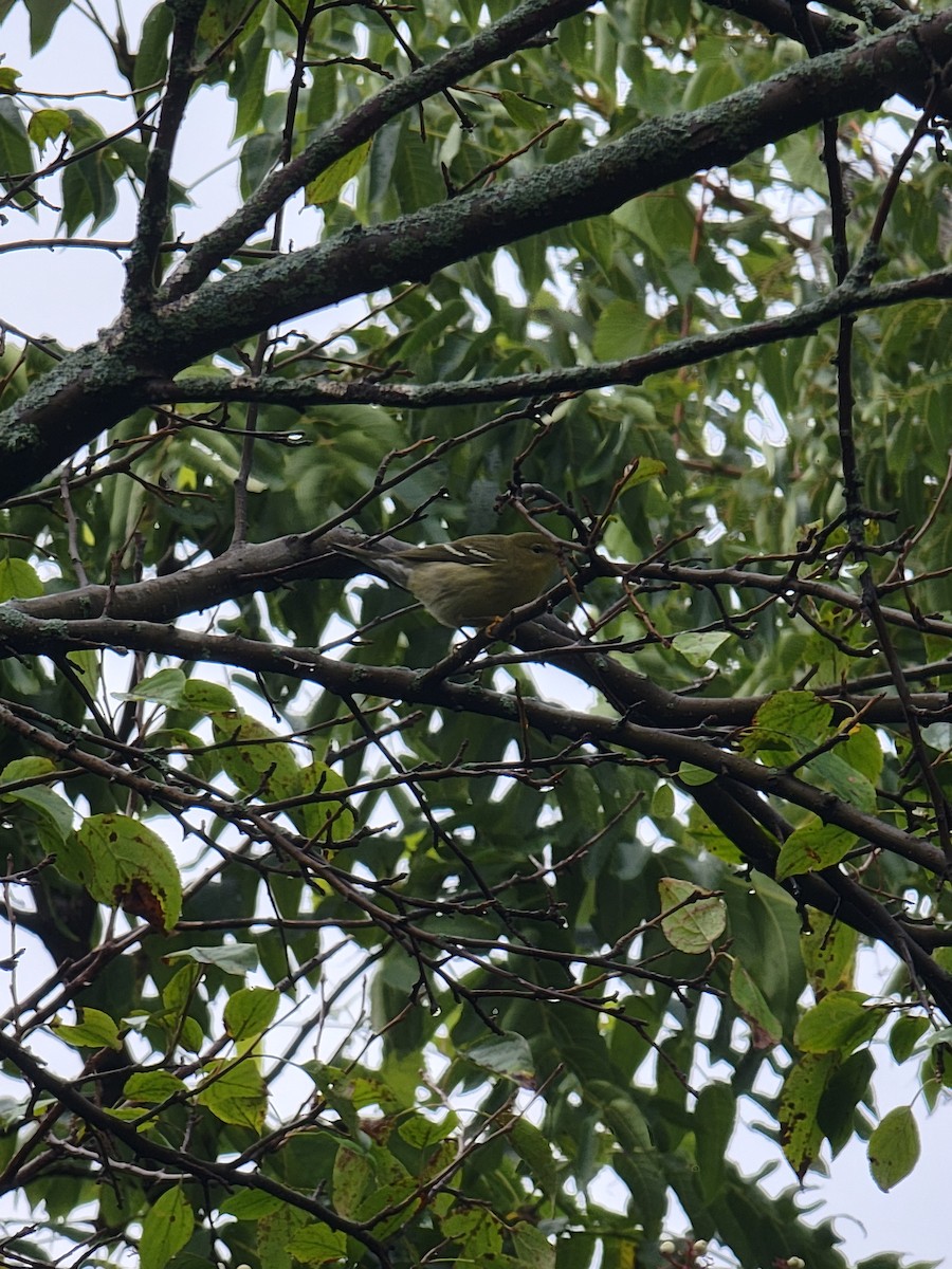 Blackpoll Warbler - ML641861899