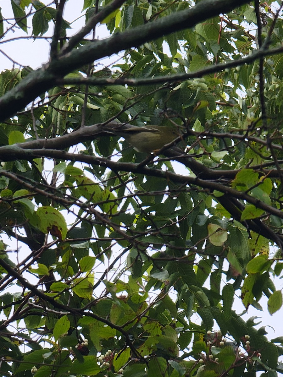 Blackpoll Warbler - ML641861900