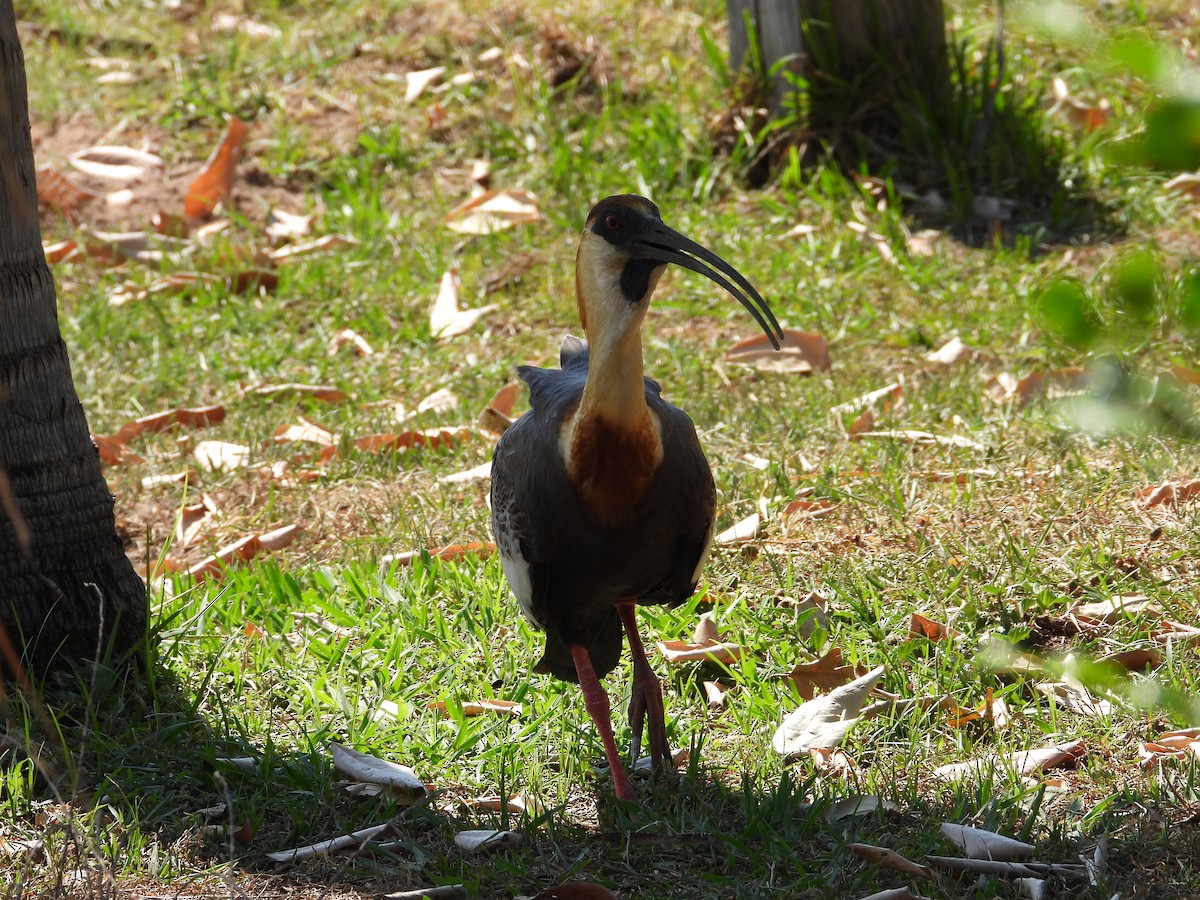 ibis bělokřídlý - ML641861909