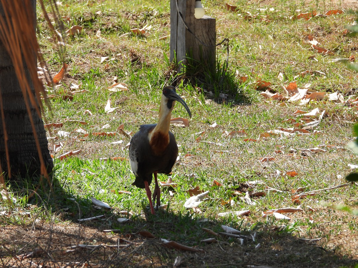 ibis bělokřídlý - ML641861911