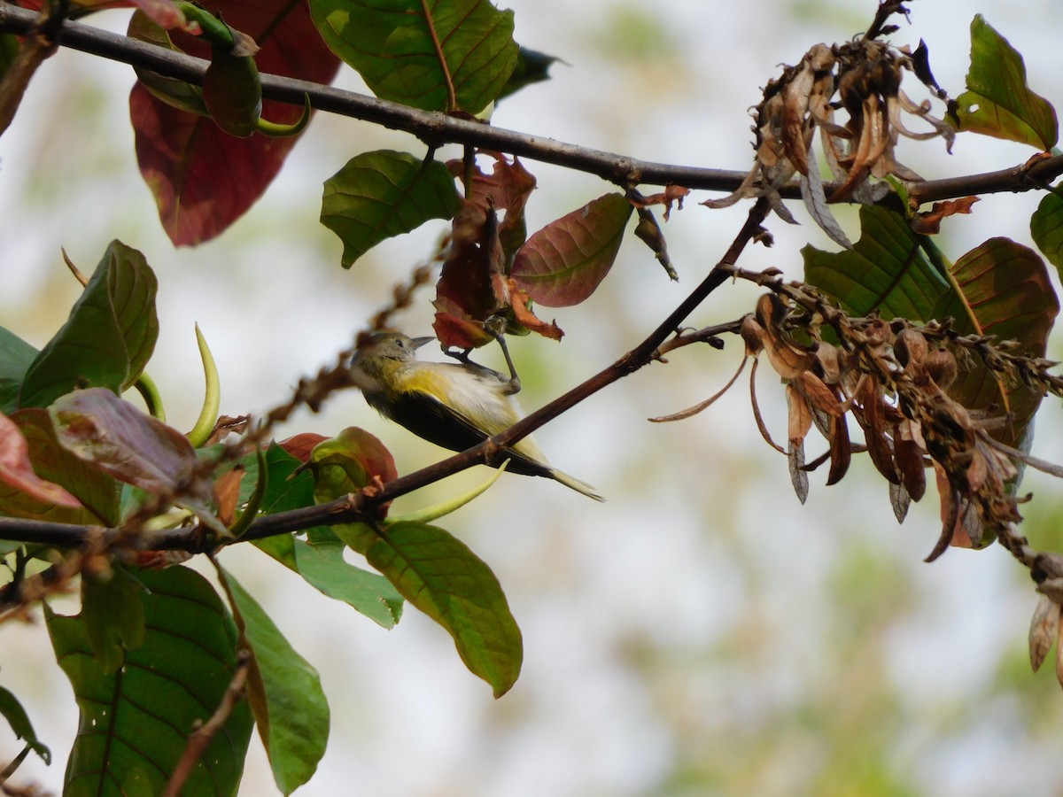 Lesser Greenlet - ML641861912