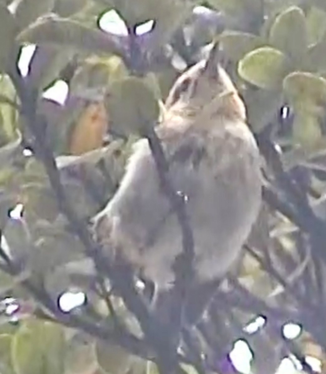 Kauai Elepaio - ML641861916