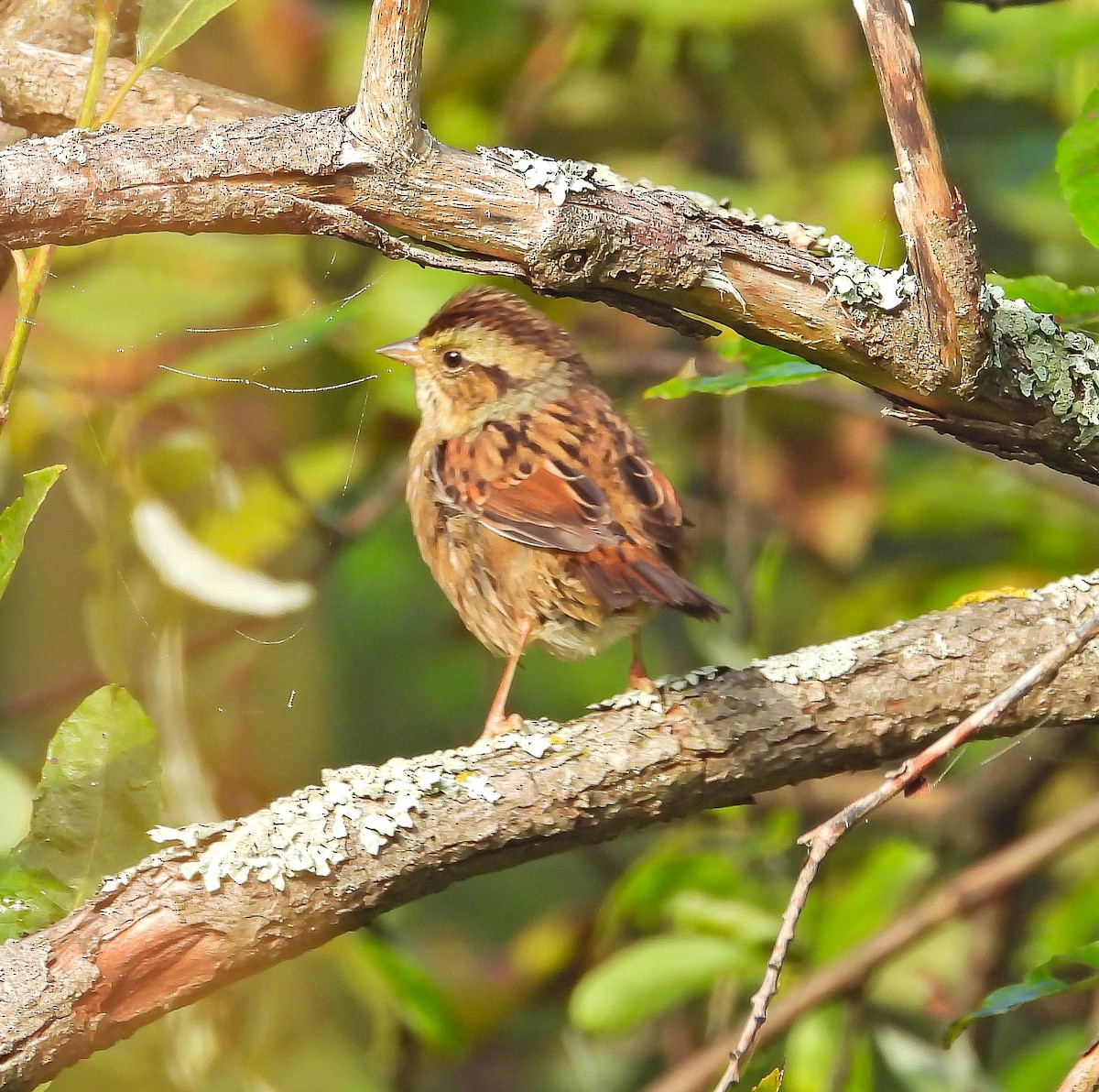 Swamp Sparrow - ML641861922