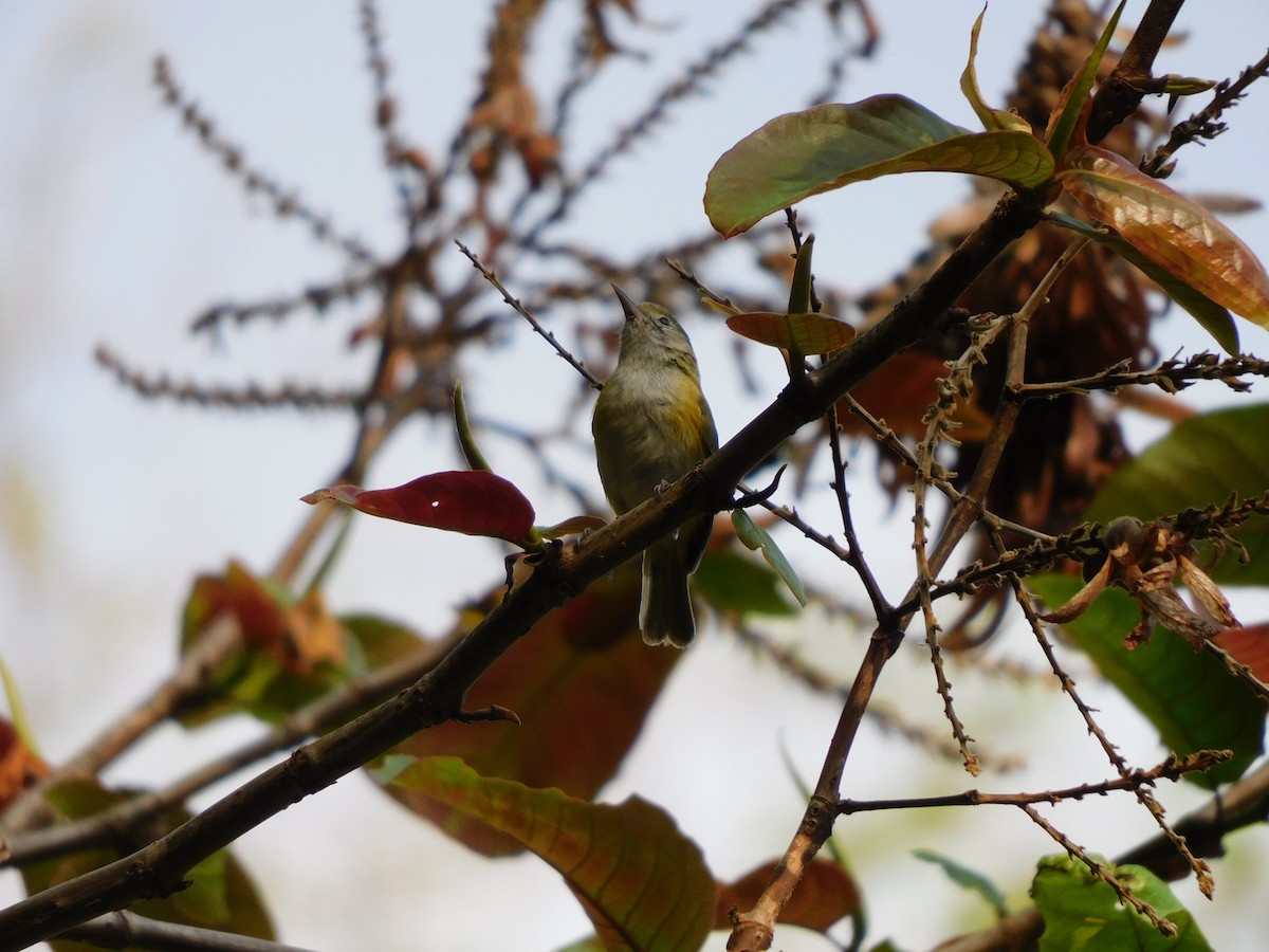 Lesser Greenlet - ML641861928