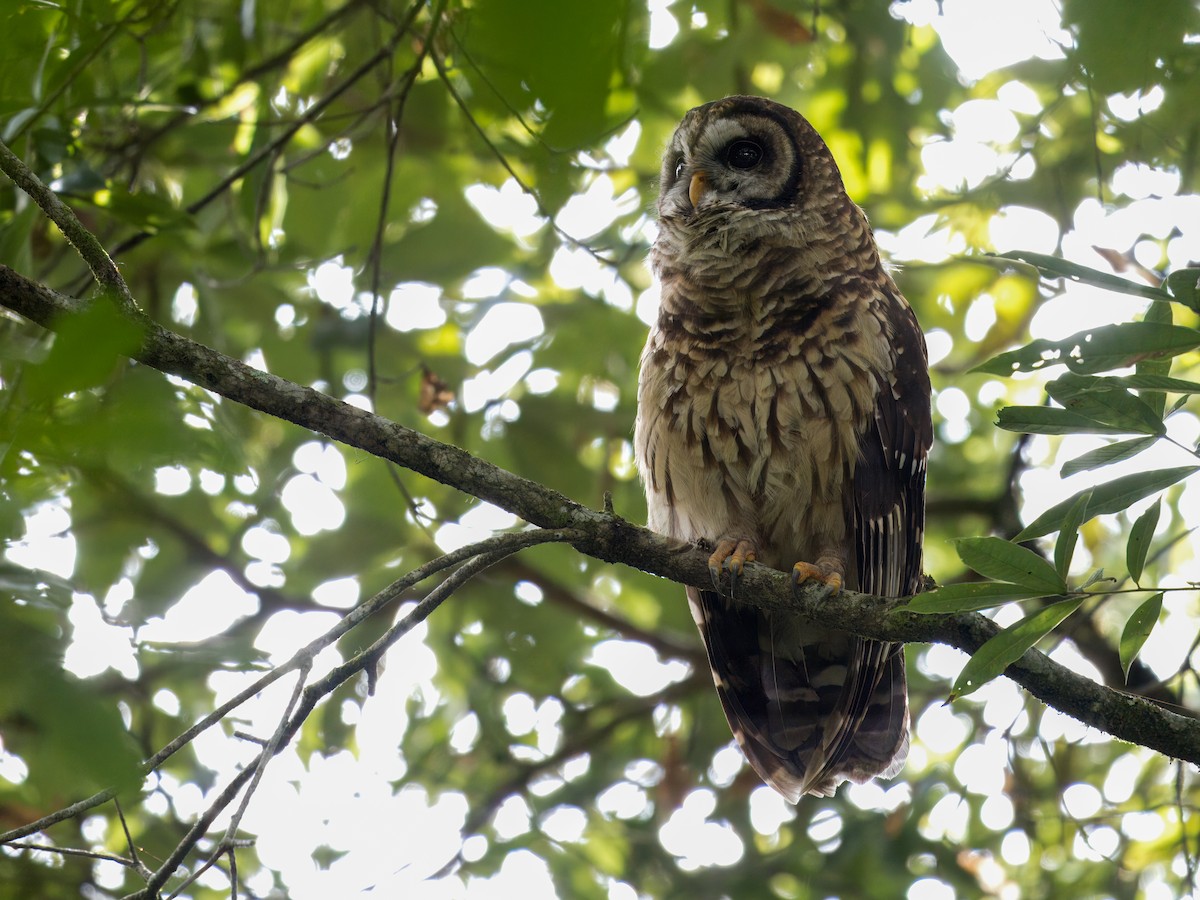 Fulvous Owl - ML641861934