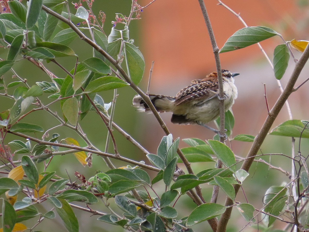 Rufous-backed Wren - ML641861941