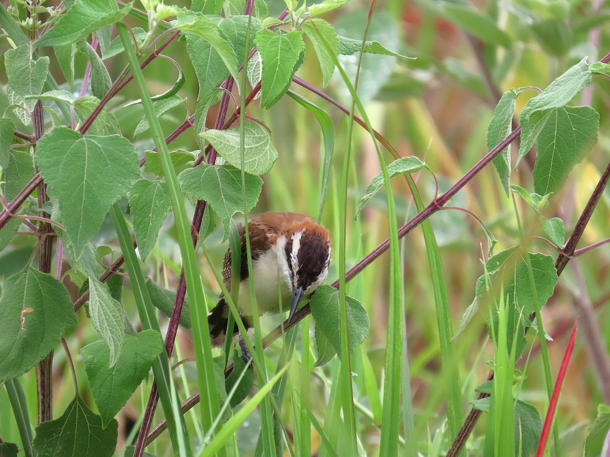 Rufous-backed Wren - ML641861942