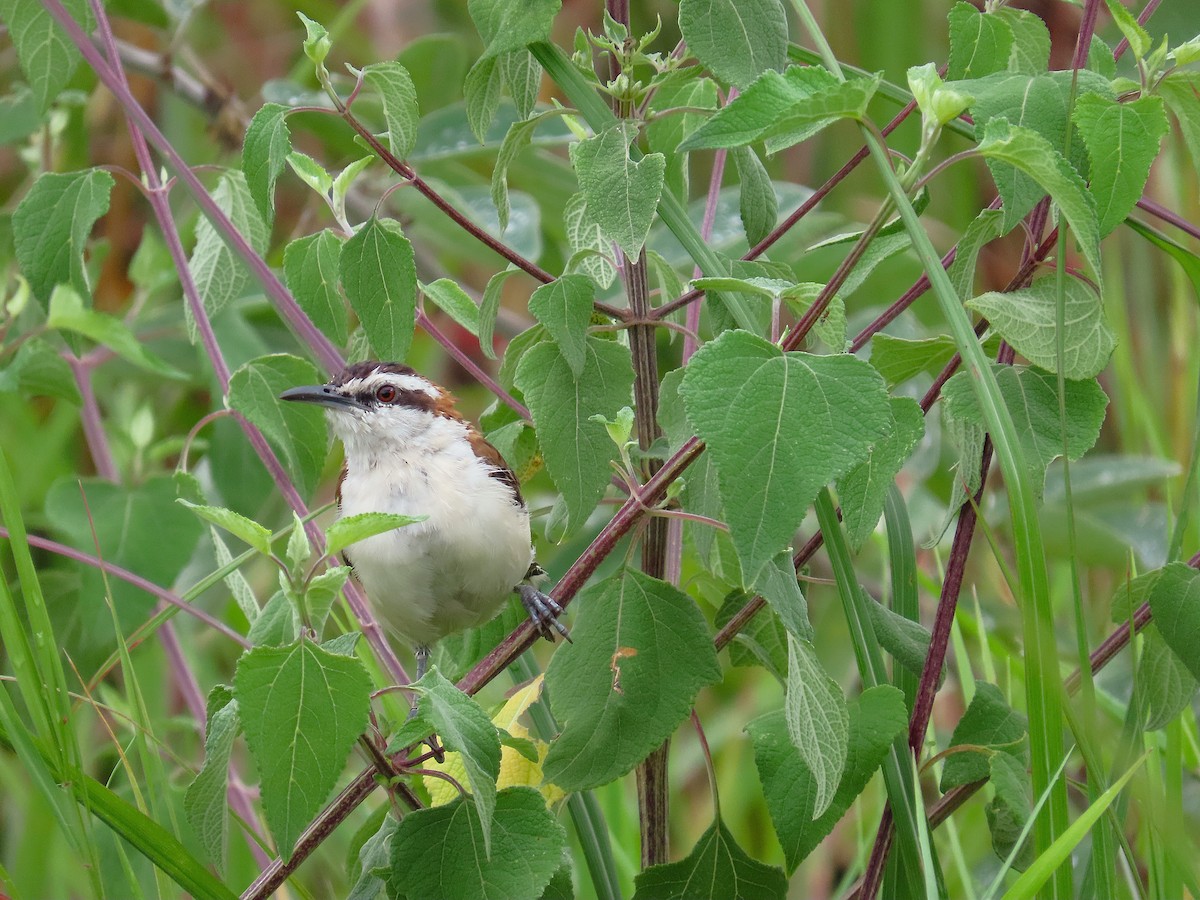 Rufous-backed Wren - ML641861943
