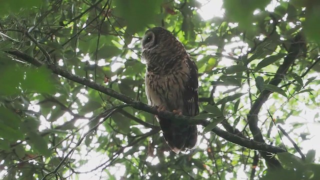 Fulvous Owl - ML641861956