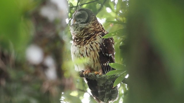 Fulvous Owl - ML641861957