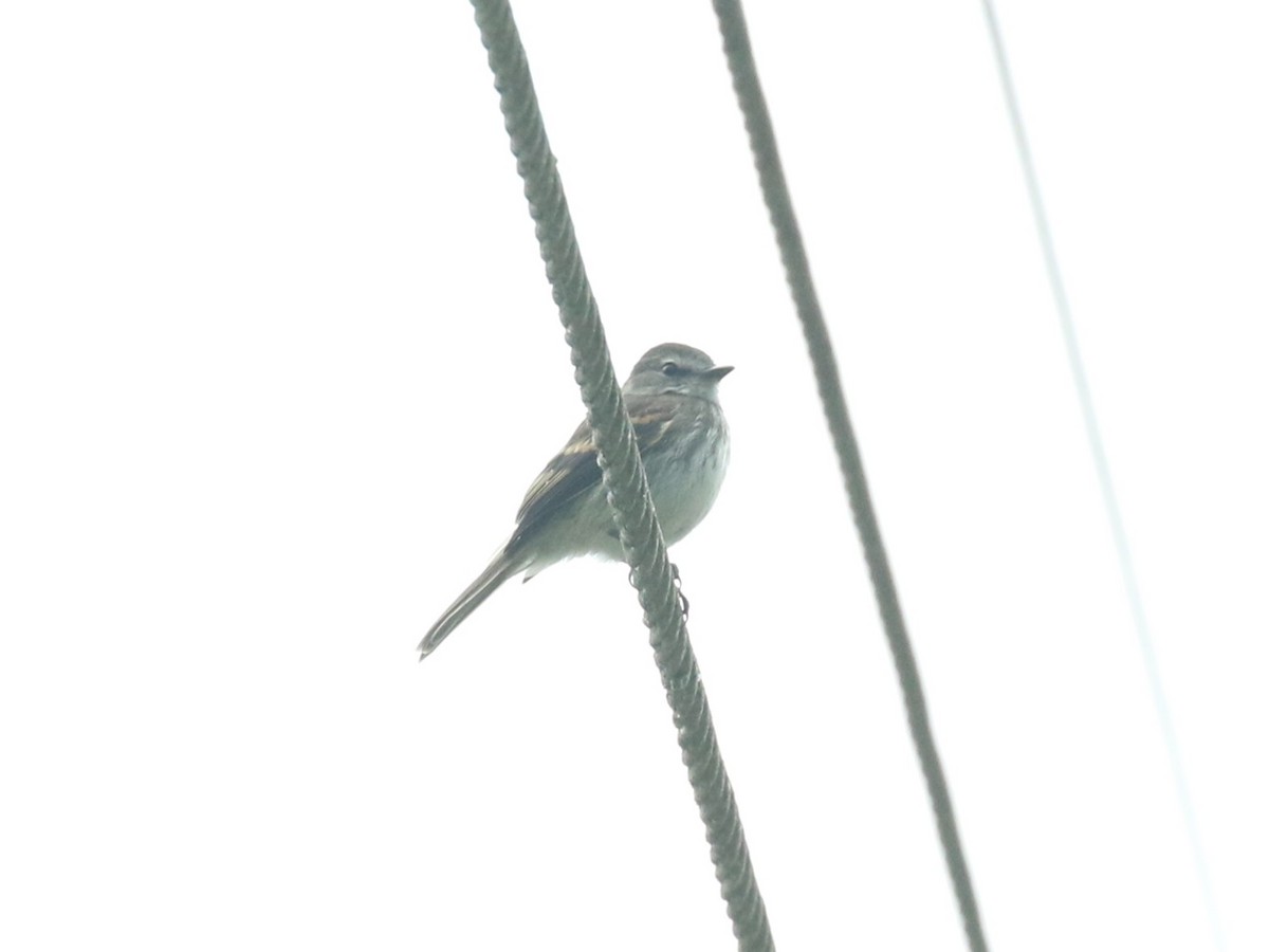 Mouse-gray Flycatcher - ML641861963