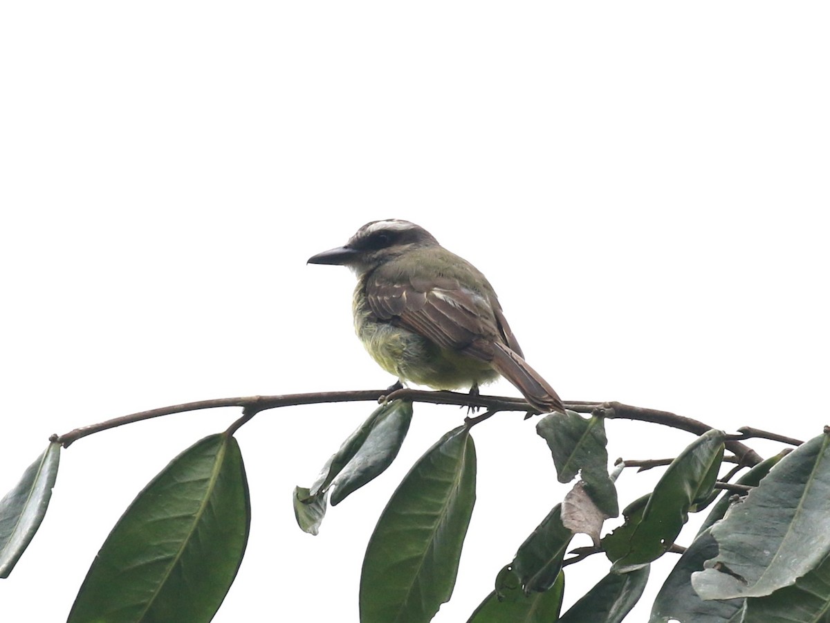 Golden-bellied Flycatcher - ML641861967