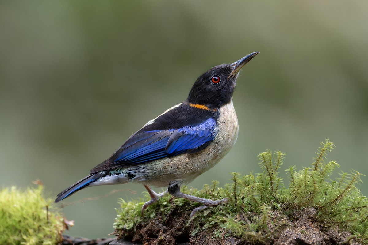 Golden-collared Honeycreeper - ML641861971