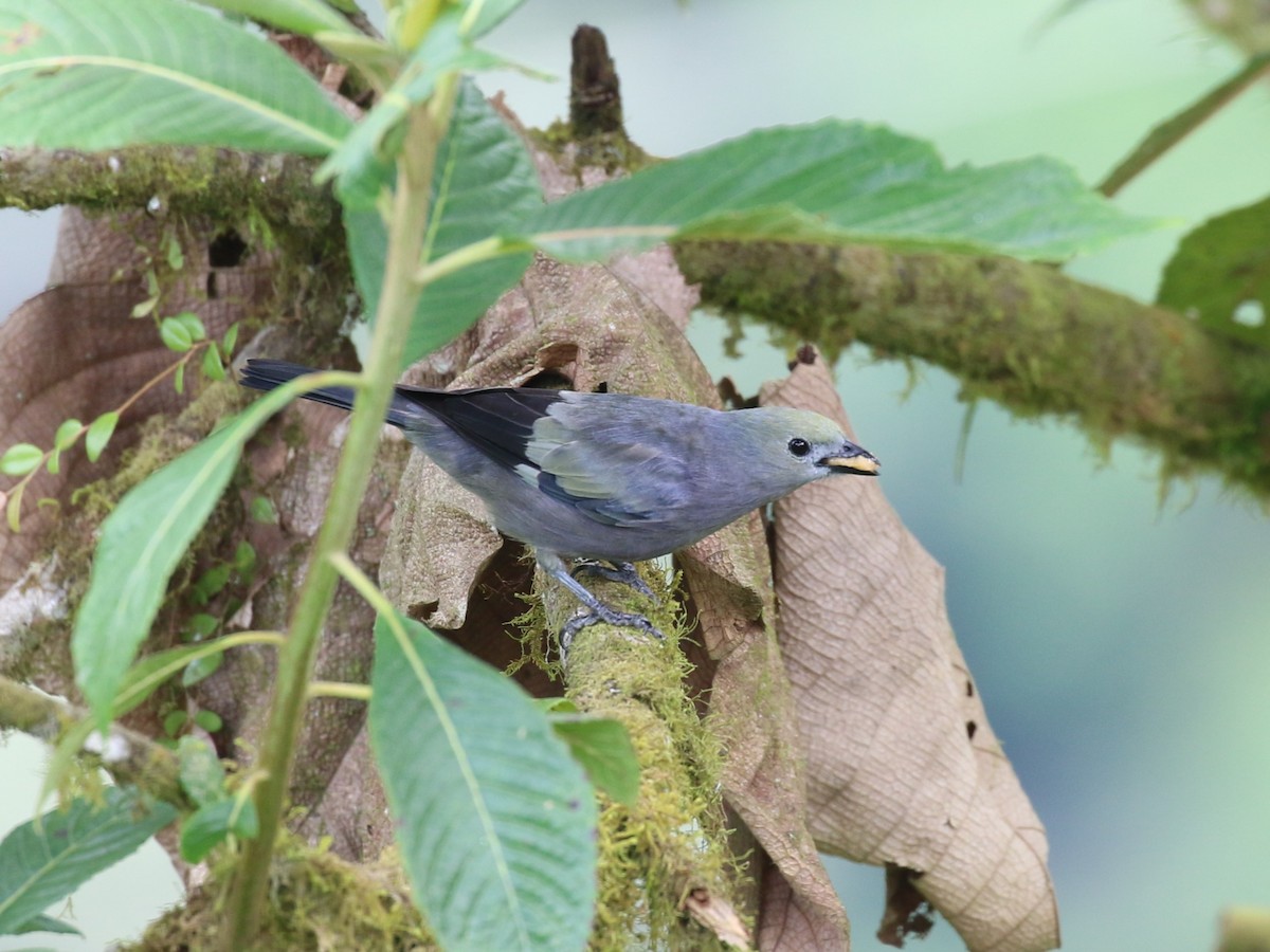 Palm Tanager - ML641861997