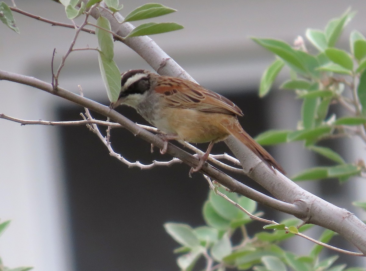 Stripe-headed Sparrow - ML641862017