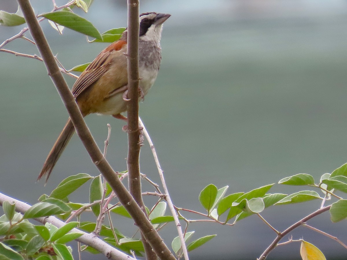 Stripe-headed Sparrow - ML641862018