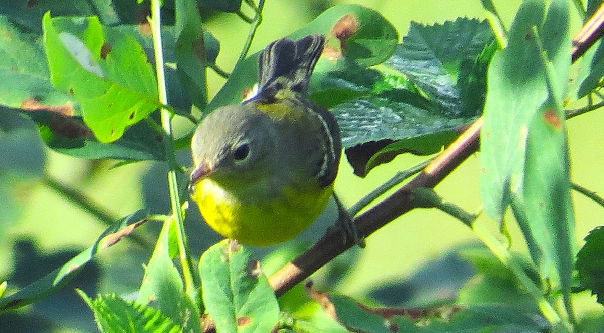 Magnolia Warbler - ML641862023