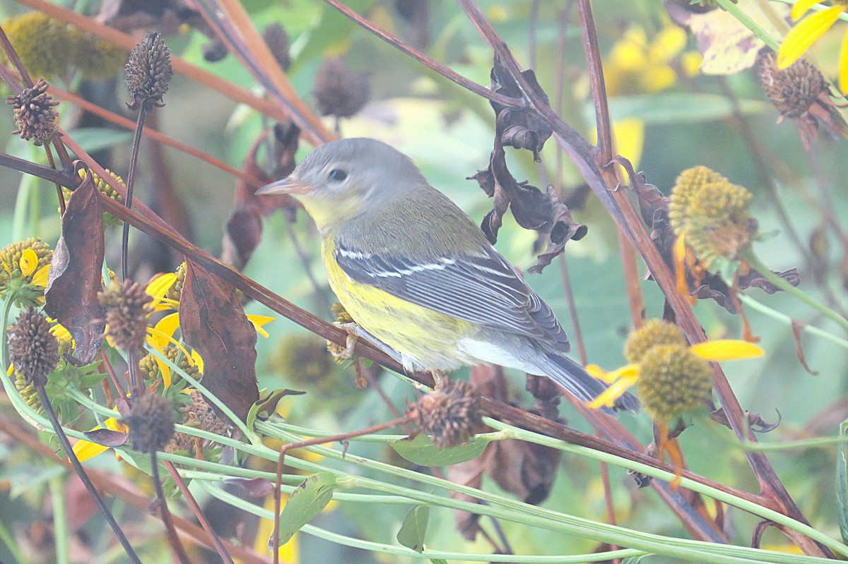 Magnolia Warbler - ML641862031