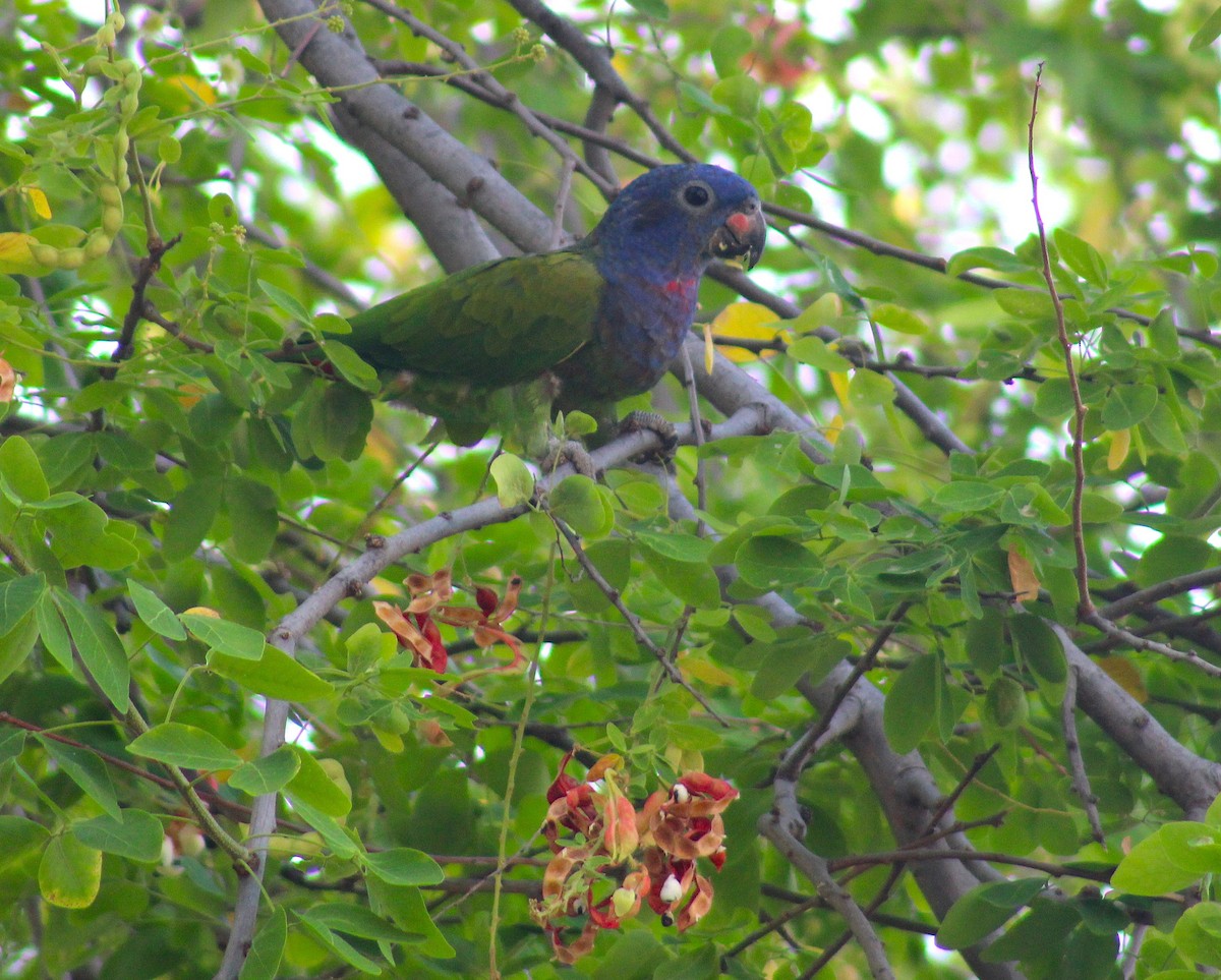 アケボノインコ - ML641862033