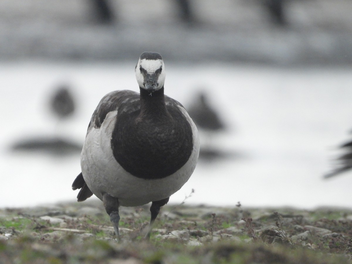Barnacle Goose - ML641862036