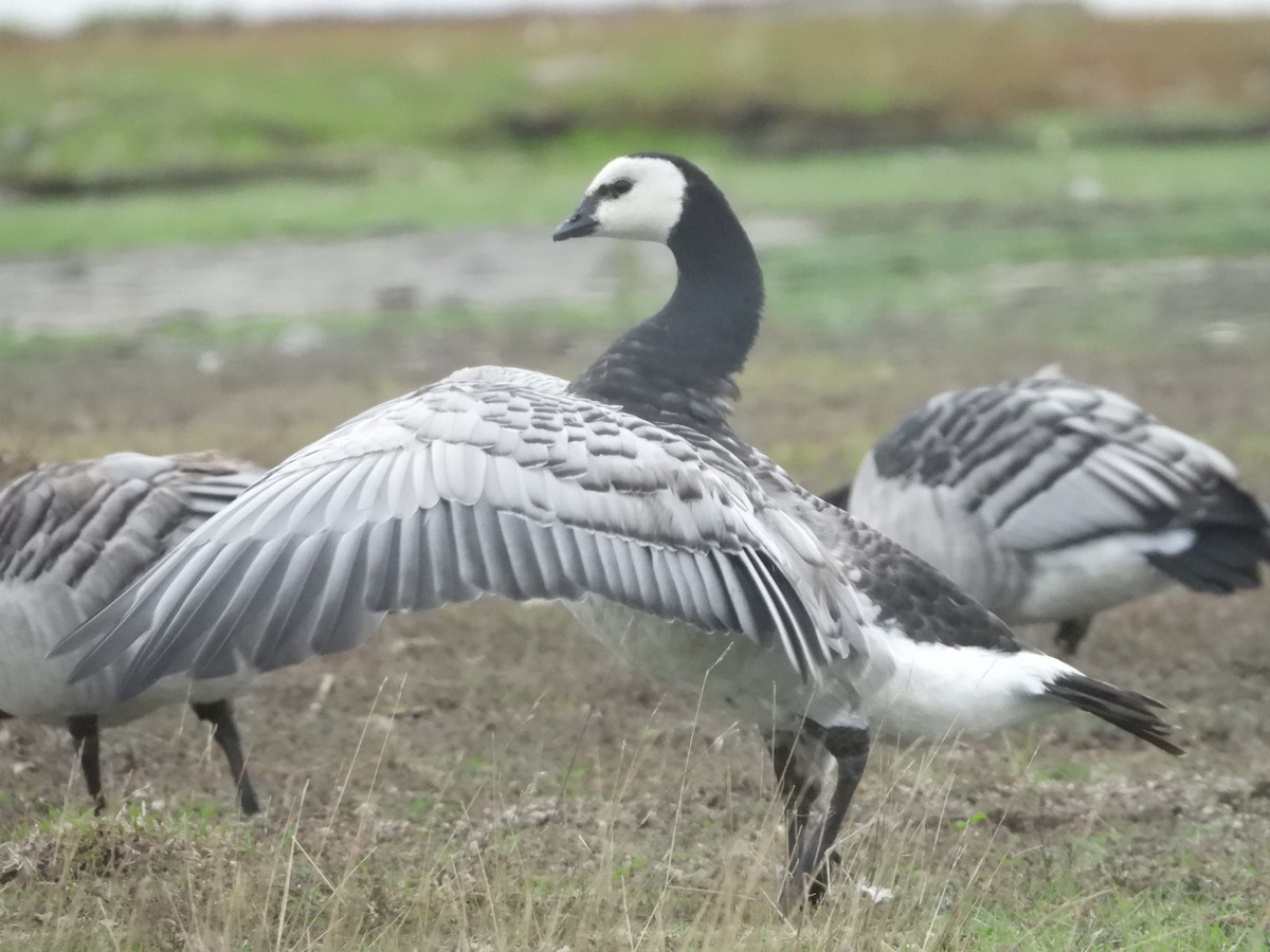 Barnacle Goose - ML641862045