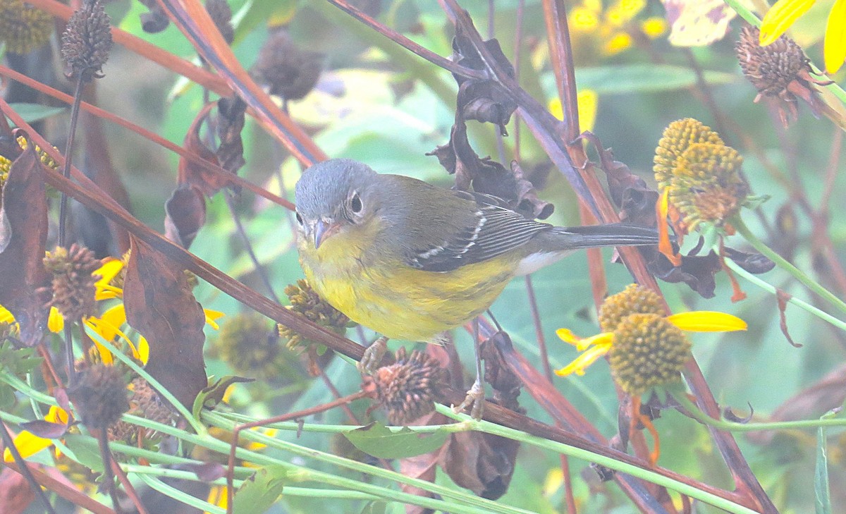 Magnolia Warbler - ML641862046