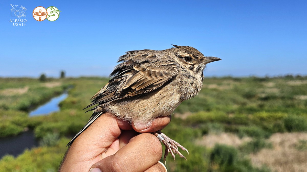 Crested Lark (Crested) - ML641862047