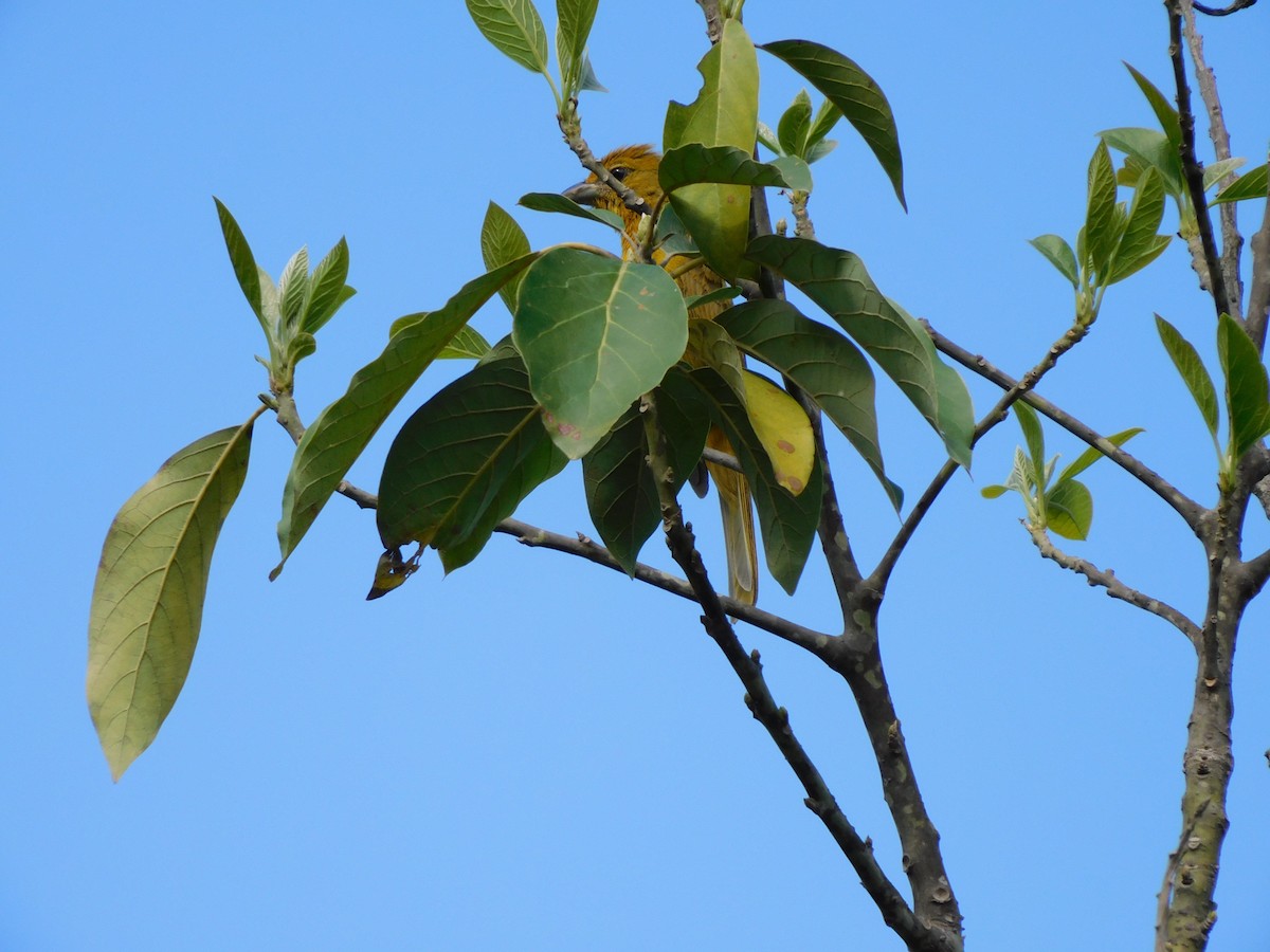 Hepatic Tanager - ML641862059