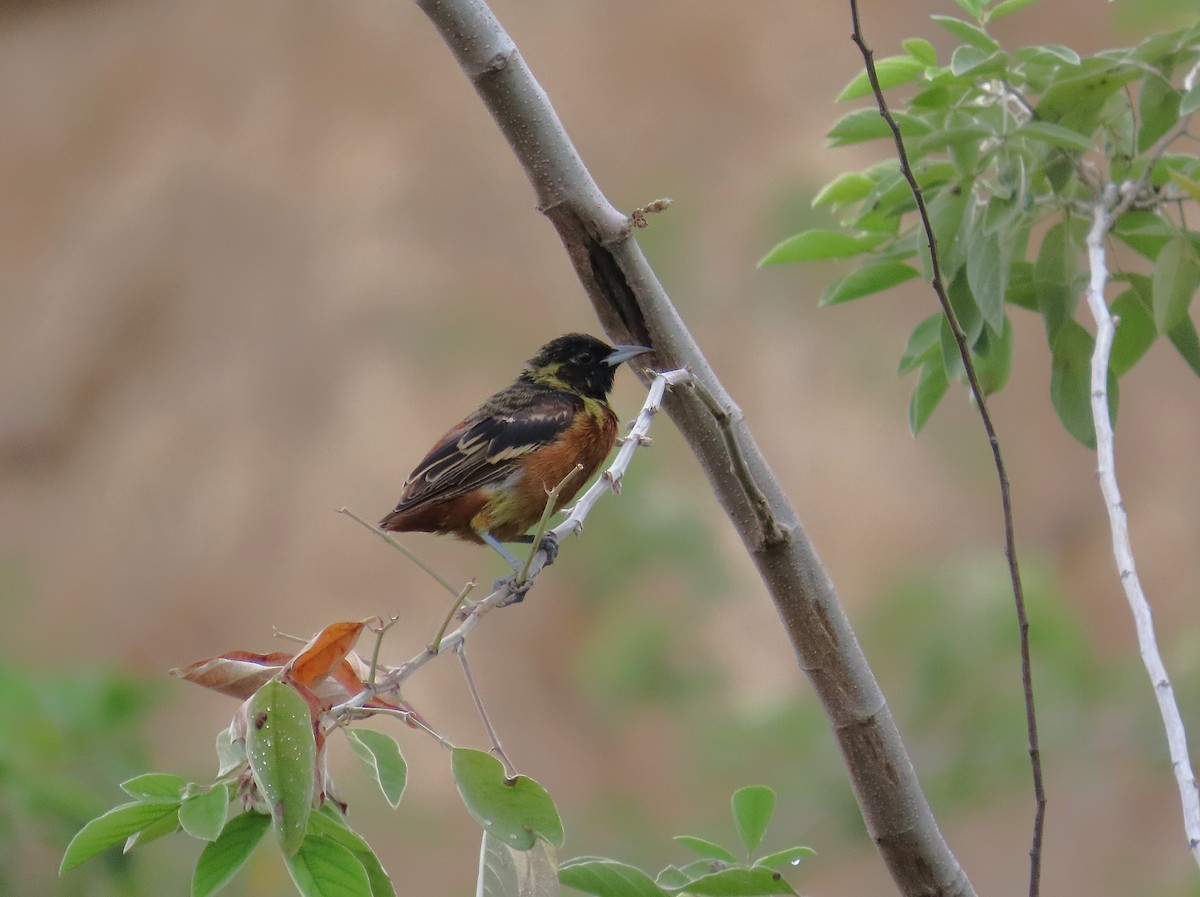 Orchard Oriole - ML641862062