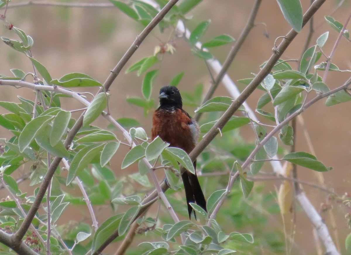 Orchard Oriole - ML641862064