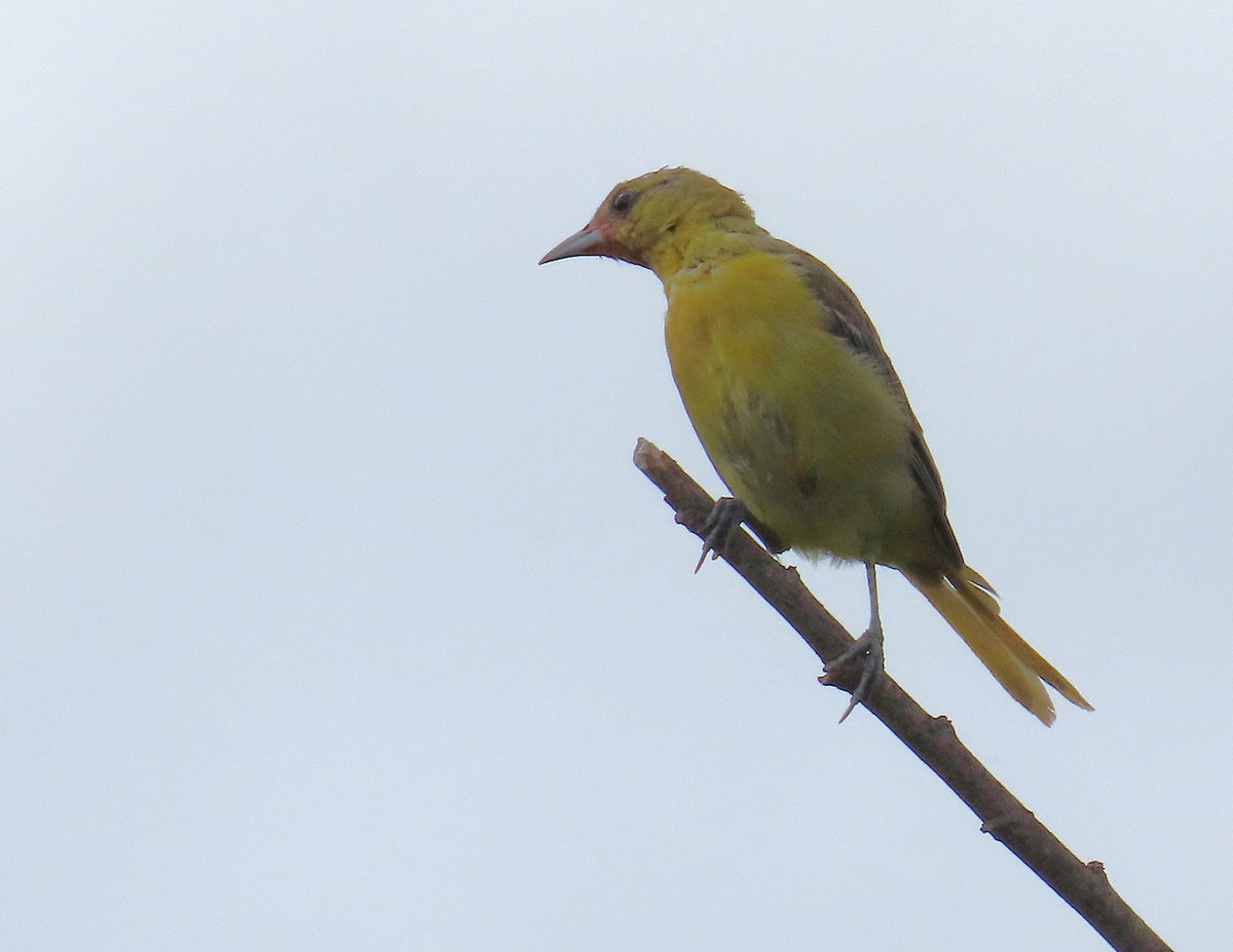 Orchard Oriole - ML641862065