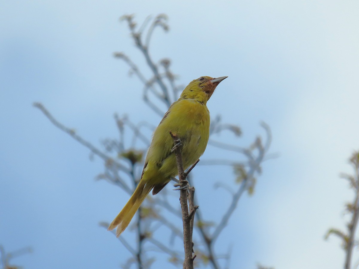 Orchard Oriole - ML641862066