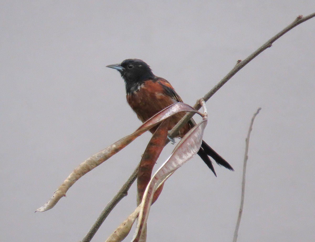 Orchard Oriole - ML641862067