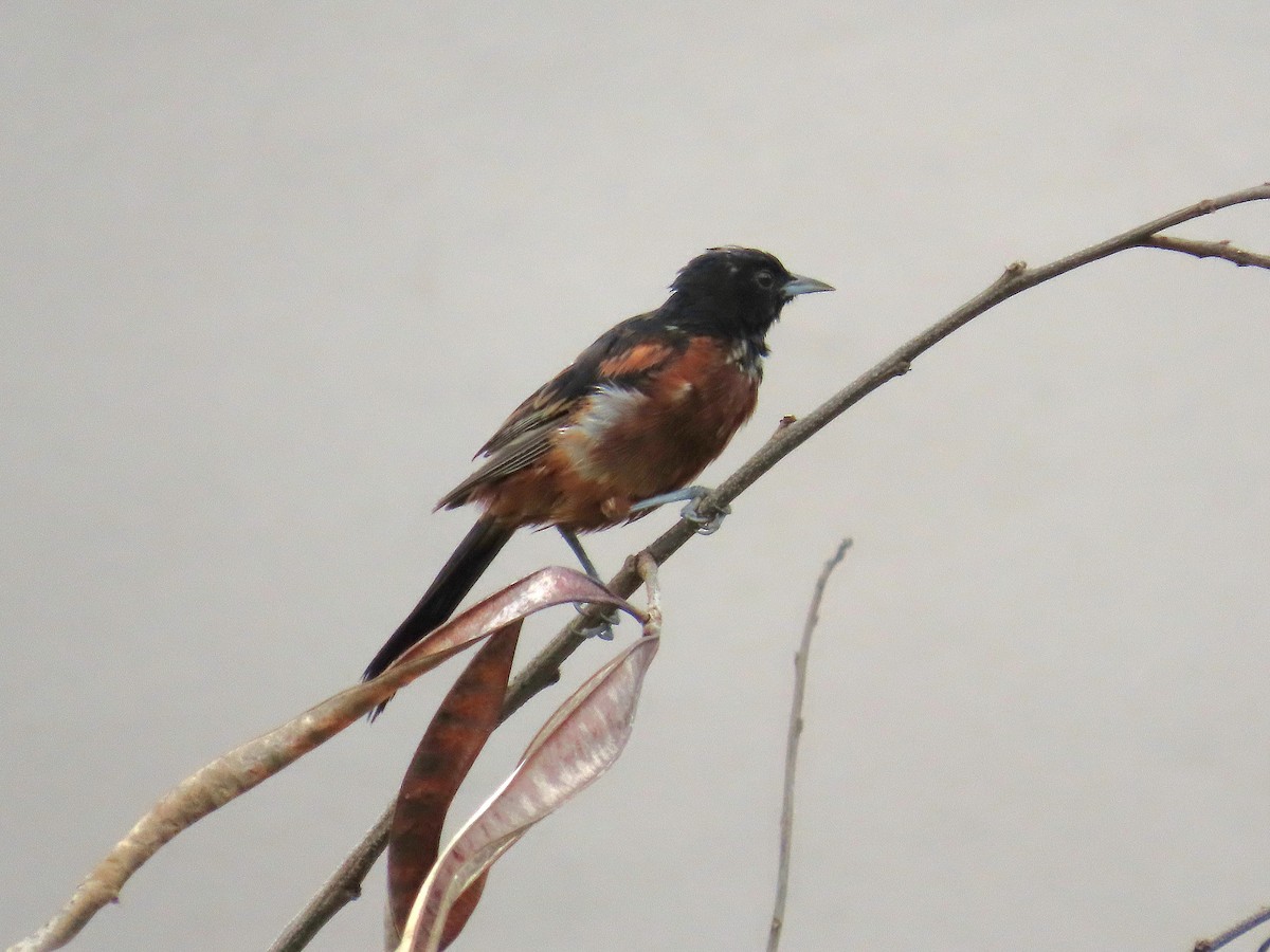 Orchard Oriole - ML641862068