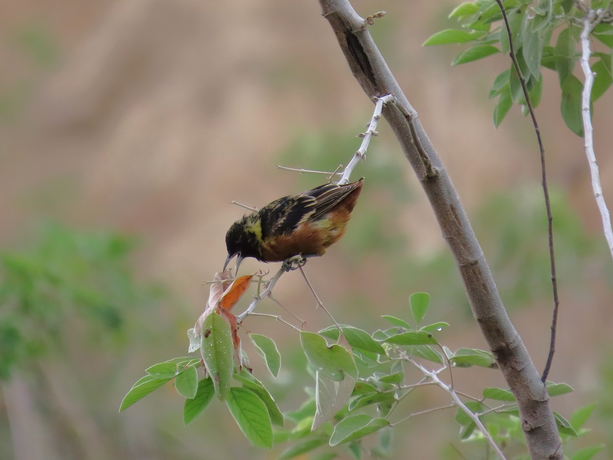 Orchard Oriole - ML641862069