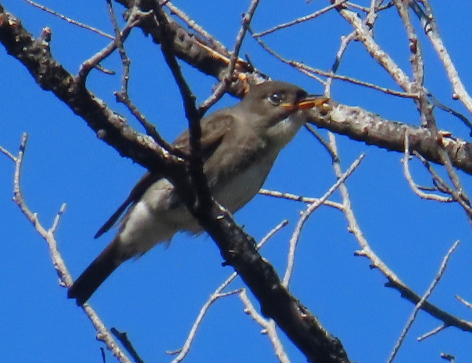 Boreal Sinekkapan - ML641862076