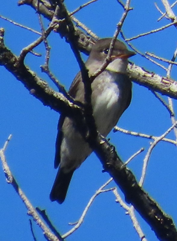 Boreal Sinekkapan - ML641862078