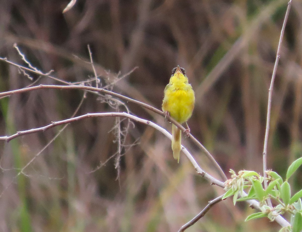 Gray-crowned Yellowthroat - ML641862096